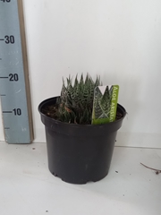 Aloe Gem 21P 23H