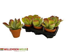 Kalan Ov Thyrsiflora 11P 19H