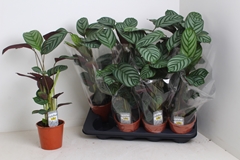 Ctenanthe Compactsta 14P 65H 1stek