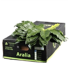 Aralia Gt Orca 40L.cm