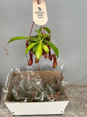 Nepent Alata 14P 40H