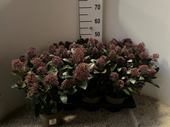 Skimmia Jap Rubella 17P 27H 20bloem
