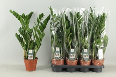 Zamioculcas Zamiifol 14P 65H 5TAK