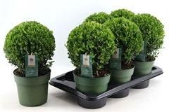 Ilex Crenata Jenny 17P 35H