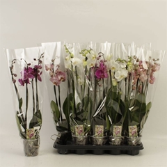 Phalaenopsis Aanbieding 12P 60H 4TAK 22bloem 12bloei