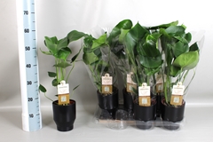 Monstera Deliciosa 15P 50H 3stek