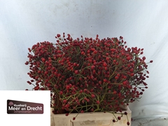 Rosa Mag Red Cascade 40L.cm