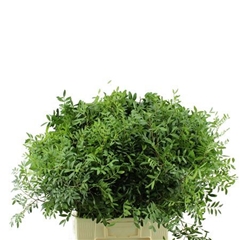Pistacia Blad P Bos 45L.cm 10gram