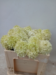 Hydr Pa Limelight 50L.cm 34bloei