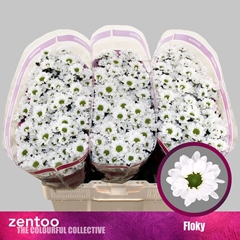 Chr S Floky 55L.cm 100gram 23bloei