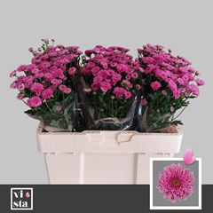 Chr S Miller Lavende 50L.cm 700gram 13bloei