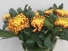 Chr.gepl.fuego 75L.cm 95gram 23bloei