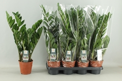 Zamioculcas Zamiifol 14P 60H 4TAK