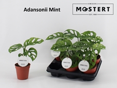 Monstera Obliqua 12P 30H 1stek