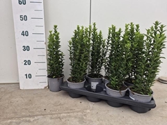 Euonymus Ja Gr Spire 13P 45H