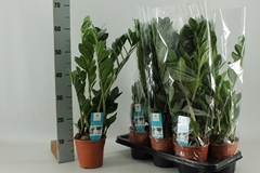 Zamioculcas Zamiifol 14P 65H 4TAK