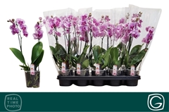 Phal Mf Ov Roze 12P 38H 2TAK 12bloem 23bloei