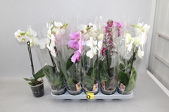 Phalaenopsis Aanbieding 12P 50H 1TAK 9bloem 23bloei