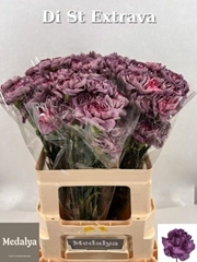 Di St Overig 60L.cm 23bloei