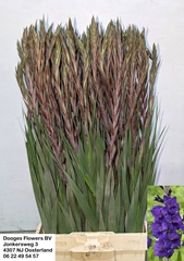 Gladiool Purple Flora 105L.cm 110gram 23bloei