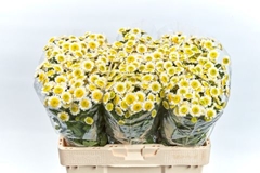 Chr San Sun Up 55L.cm 700gram 23bloei