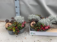 Arr Tuinplanten 23P 23cm