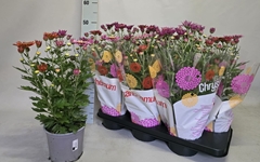 Chry Mixk 15P 45H 12bloei