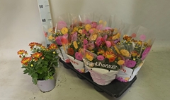 Chrys Garden Mums Gm 15P 35H 12bloei