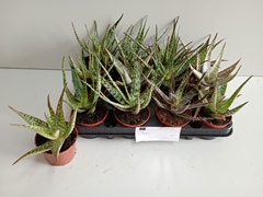 Aloe Gem 508P 17H
