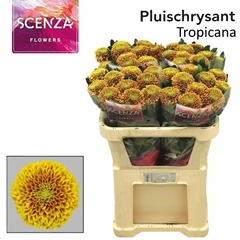 Chr G Tropicana 70L.cm 80gram 23bloei