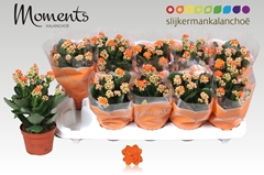 Kal Ge Sumo Orange 510P 23H 12bloei