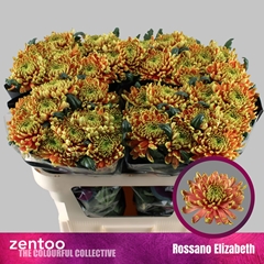 Chr G Ross Elizabeth 70L.cm 70gram 22bloei