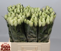 R Gr Athena 60L.cm 23bloei