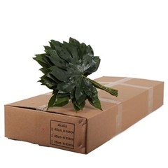 Aralia Gt Orca 40L.cm