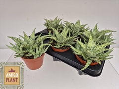 Aloe Overig 510P 17H