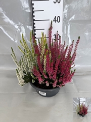 Callu Bl Quattro G 23P 30H