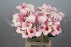 Zant Blushing Lady 70L.cm 34bloei