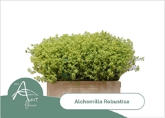 Alchem M Robustica 55L.cm