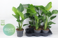 Strelitzia Nicolai 17P 66H 2stek