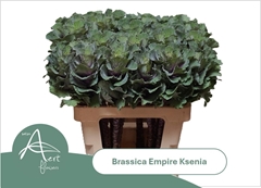 Brass Ksenia 60L.cm