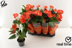 Anthu An Sier Orange 14P 55H 4bloem