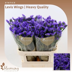 Lim S Levis Wings 80L.cm 34bloei
