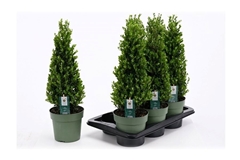 Ilex Crenata Jenny 17P 55H