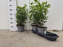 Viburnum Tinus 19P 60H