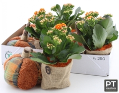 Arr Kalanchoe 6% 22P 27cm 22bloei