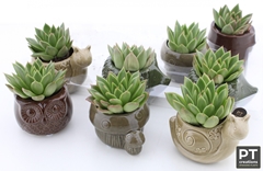Vetplanten Arr 6% 9P 14cm 22bloei