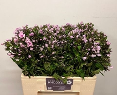 Phlox P Sweet Lexy 60L.cm 23bloei