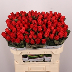 R Gr Bright Torch 70L.cm 23bloei