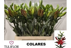 Li La Colares 95L.cm 45+knop 23bloei