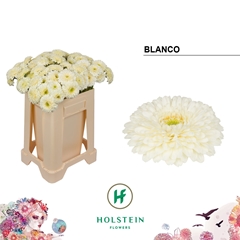 Ge Mb Gerponi Blanco 50L.cm 99bloei